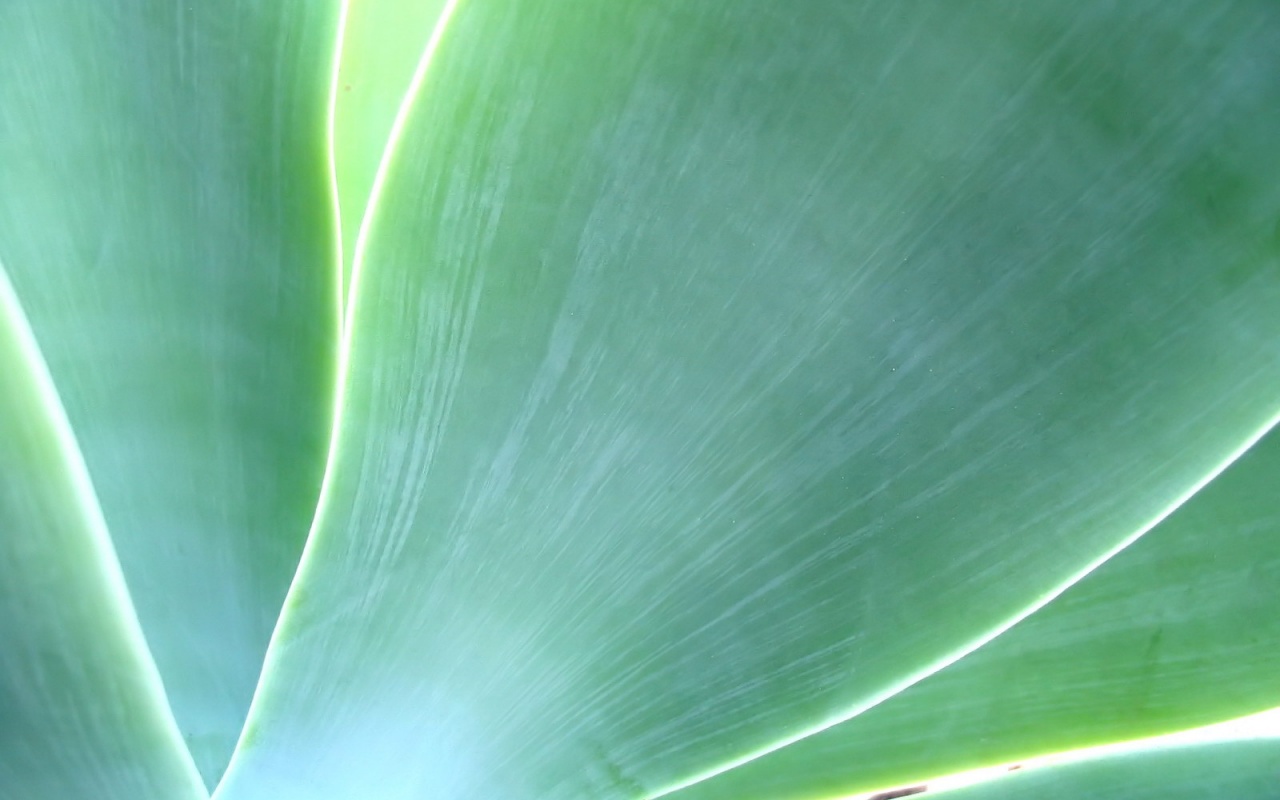 Макро фото травинки обои