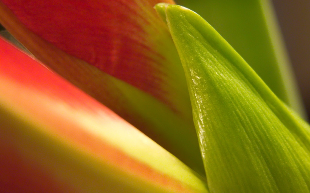 Макро фото цветка обои