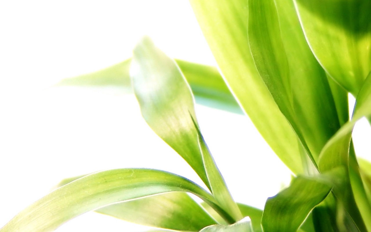 Солнечные травинки обои