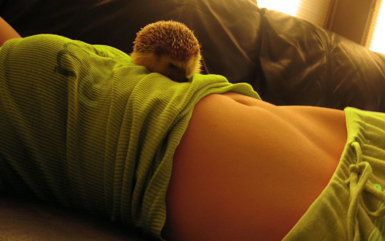 Девушка и ёжик обои