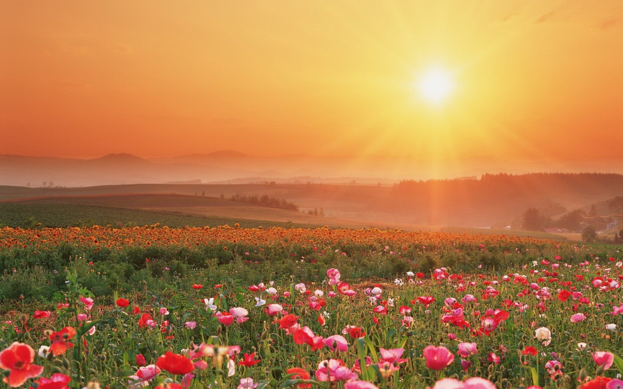 Цветущие поля обои