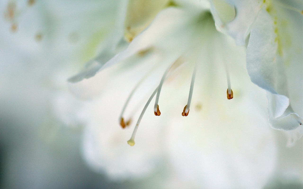 Цветок орхидеи обои