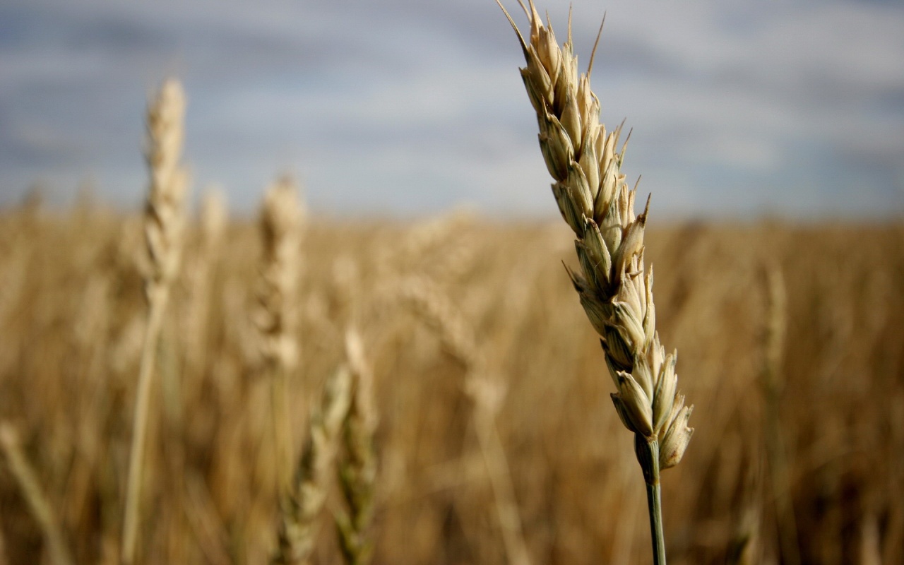 Колосок обои