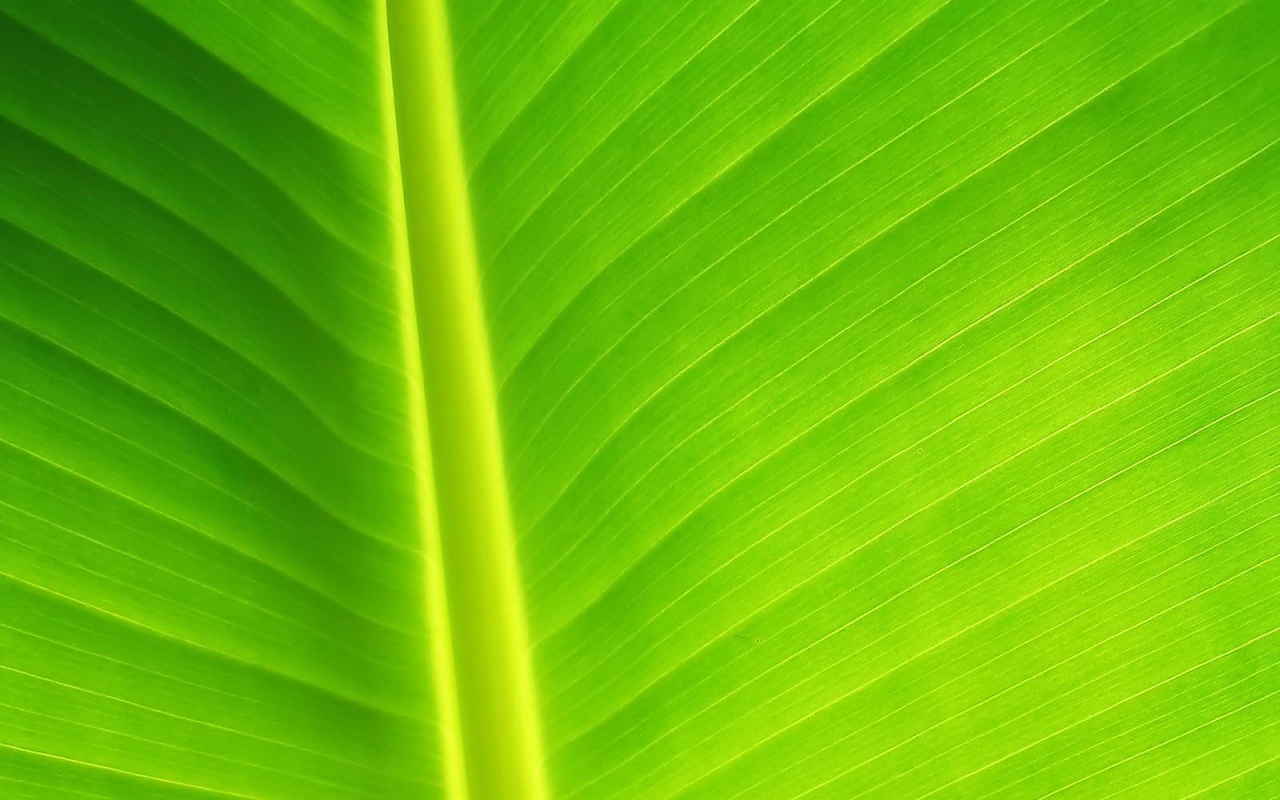 Желтый черенок листа обои