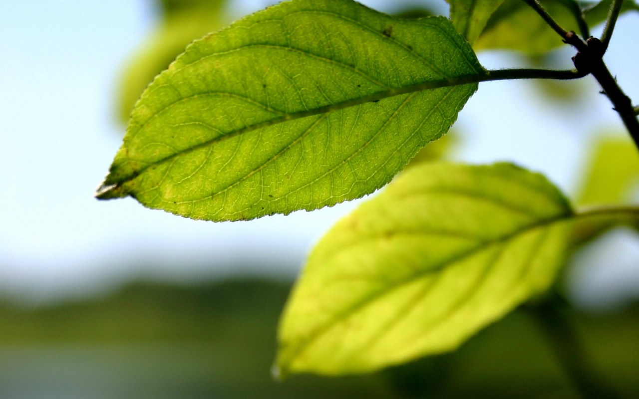 Три листа обои