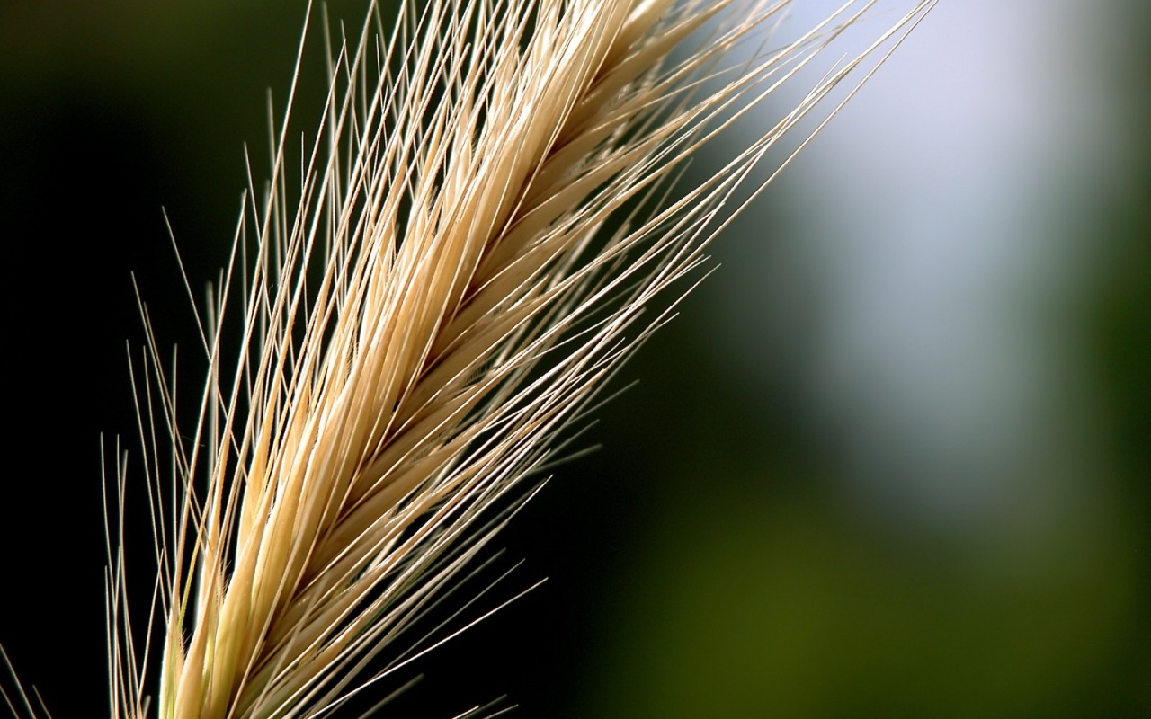 Колючая травинка обои