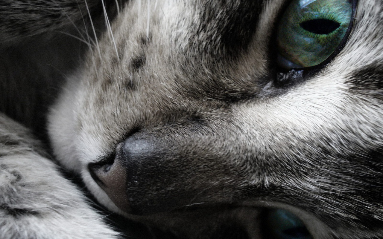 Мордашка кота крупным планом обои