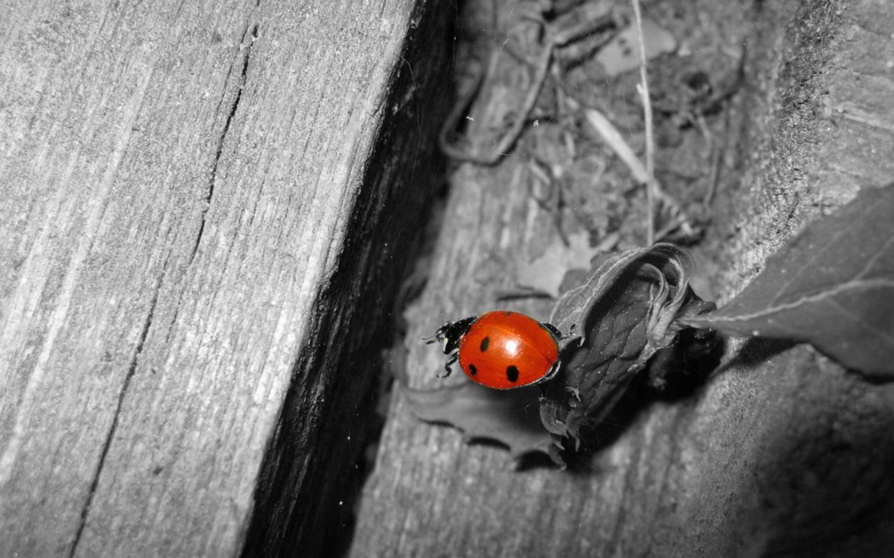 Божья коровка обои