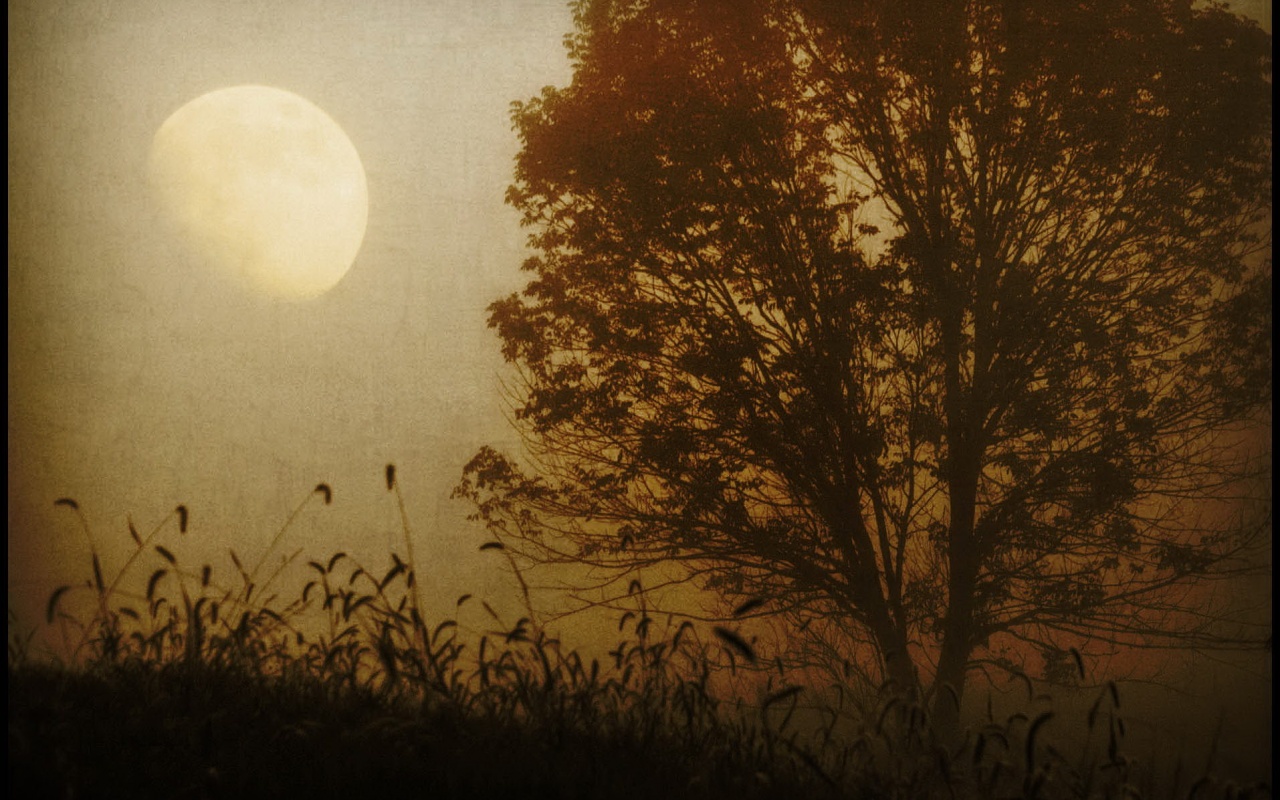 Дерево ночью обои