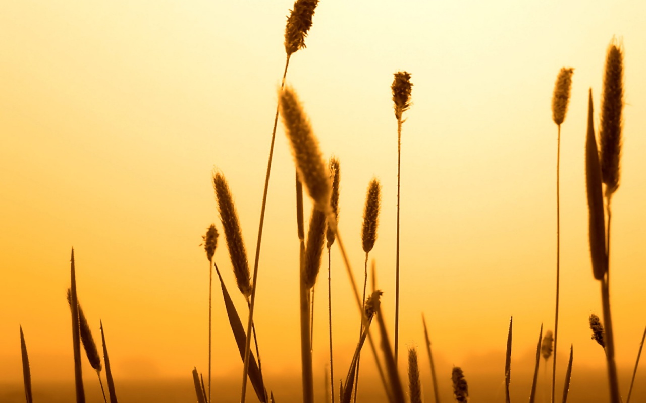 Травинки на закате обои