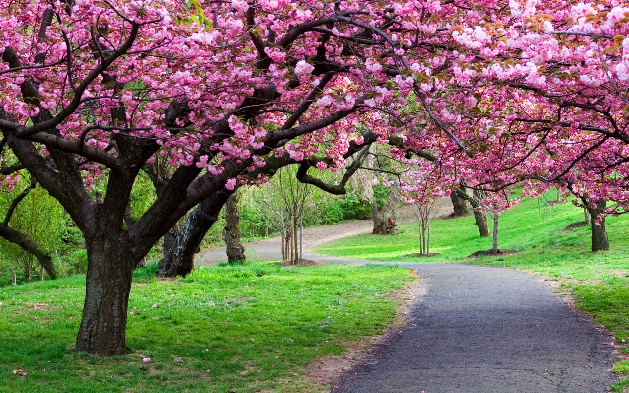 Дорожка между деревьями обои