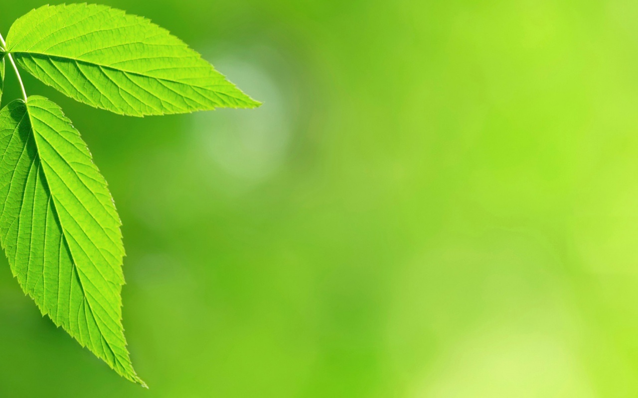 Два листа обои