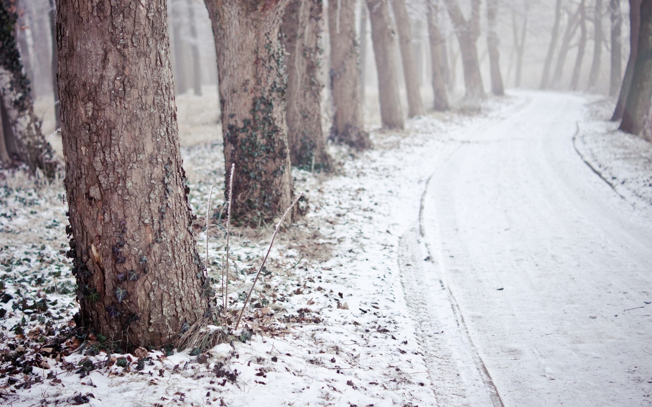 Дорога в зимнем лесу обои