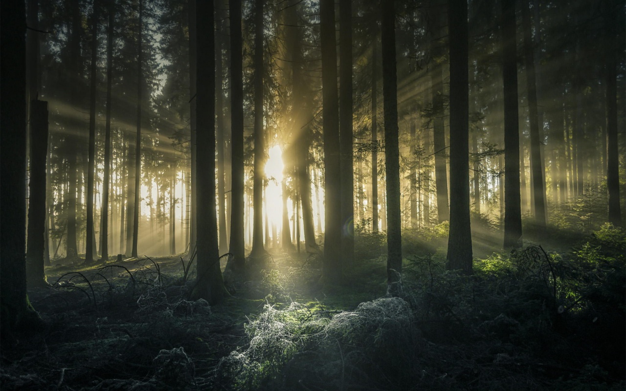 Свет пробивается сквозь стволы деревьев обои