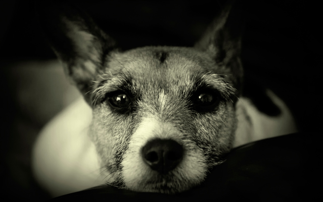 Собачий взгляд обои
