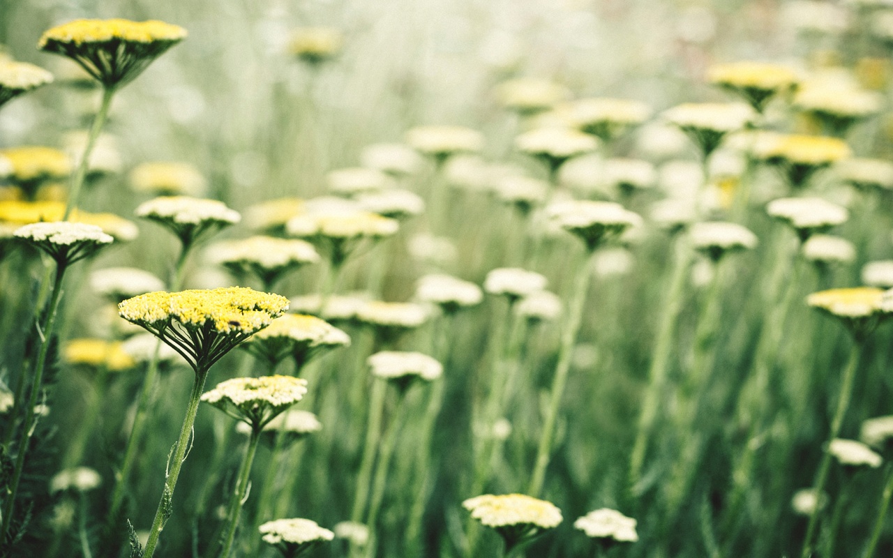 Солнцепоклонник обои