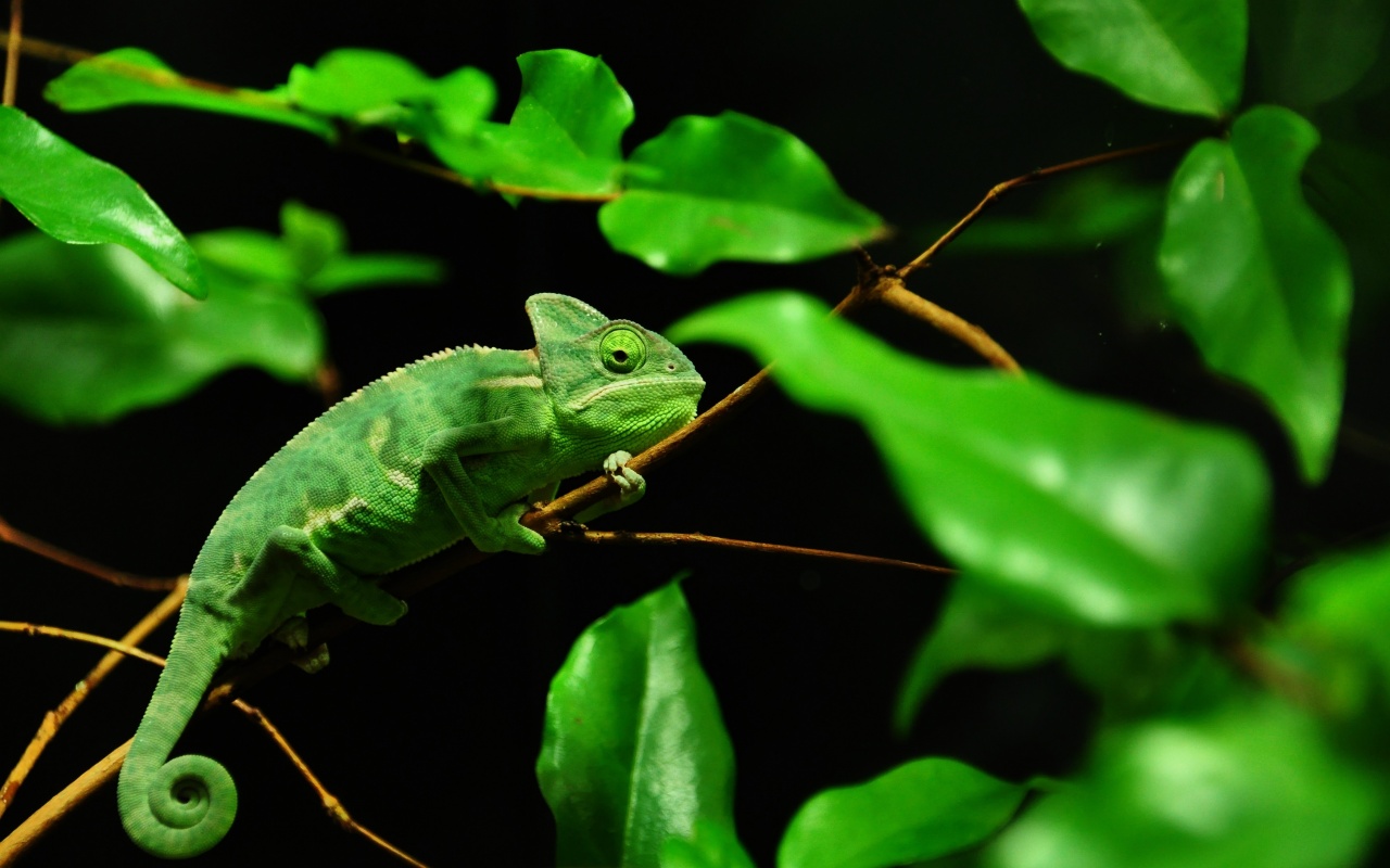 Хамелеон в листве обои