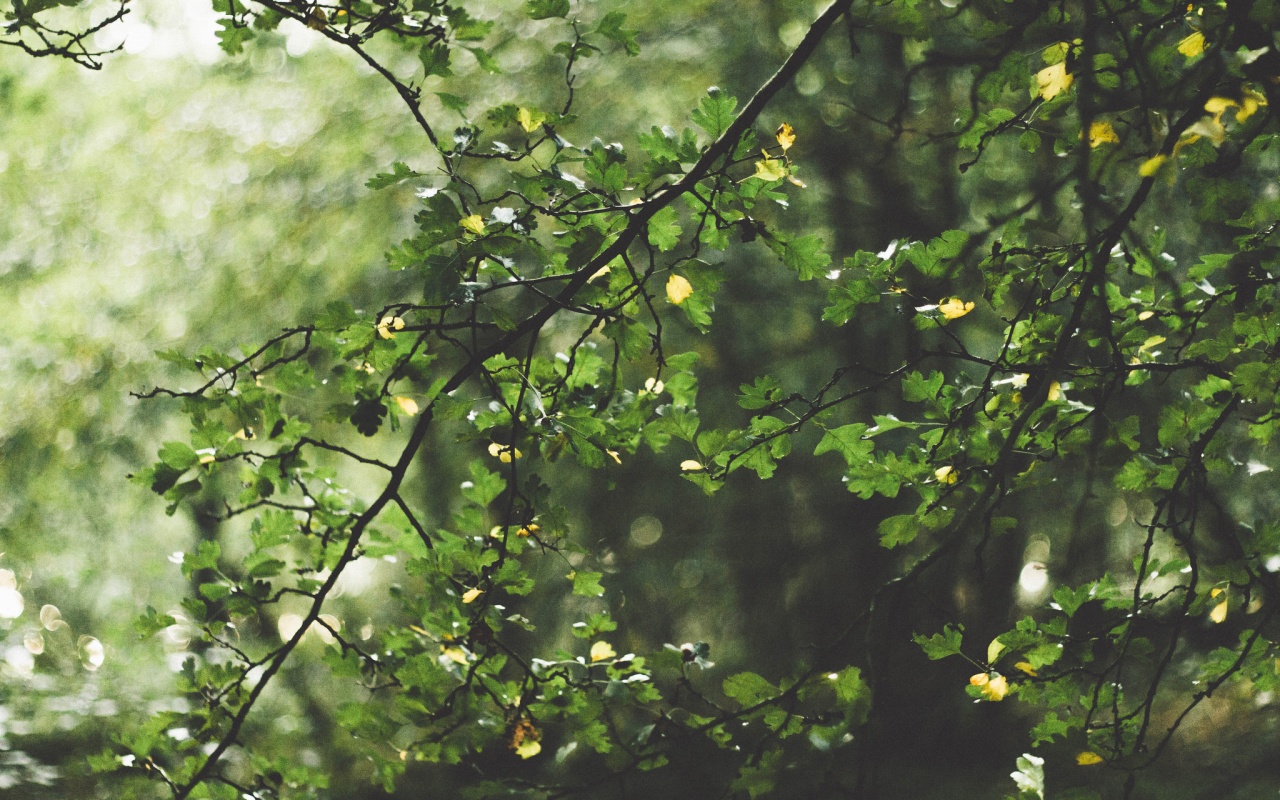 Дубовая зеленая листва обои