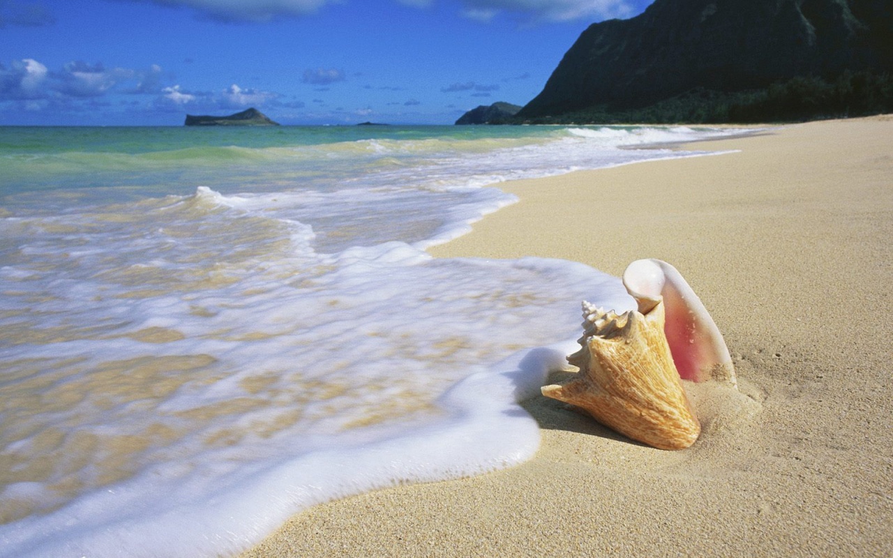 Морская раковина обои