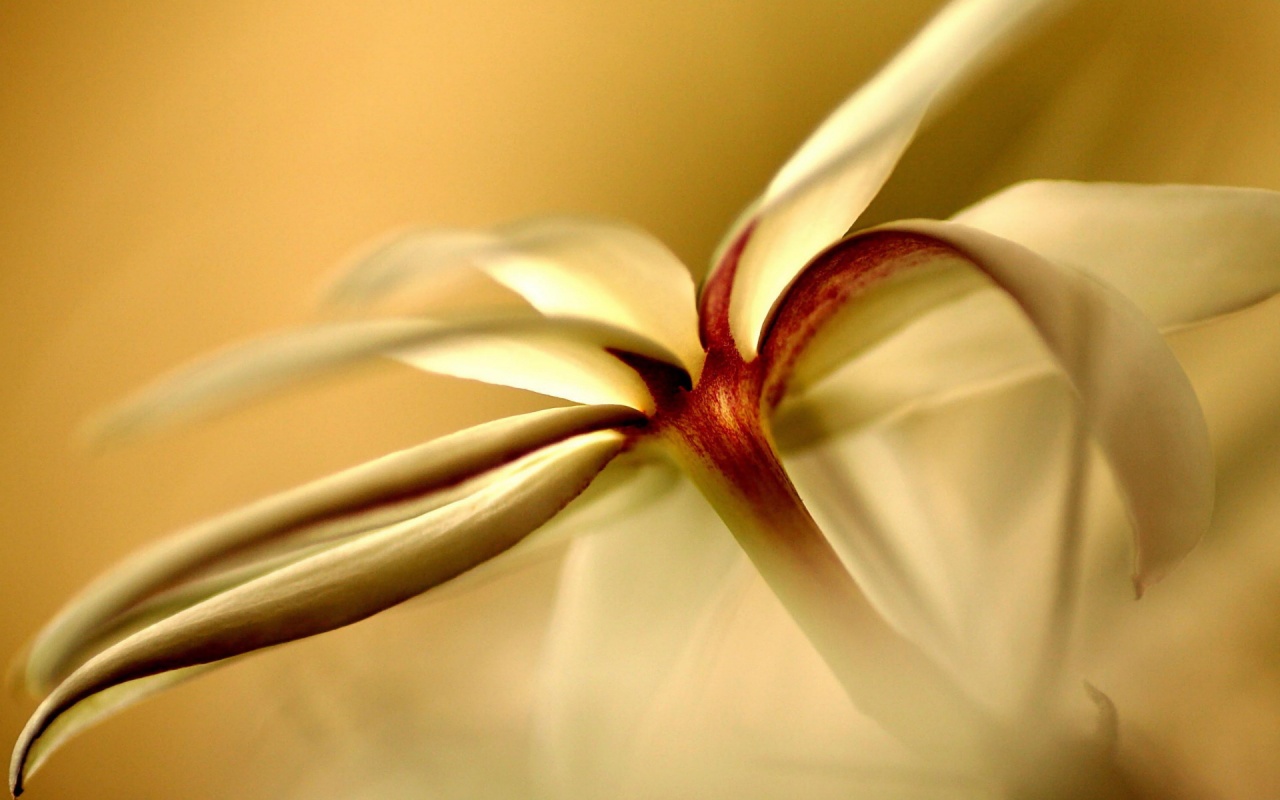 Цветок обои