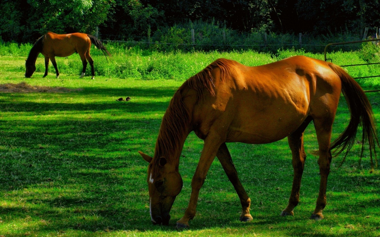 Лошади обои