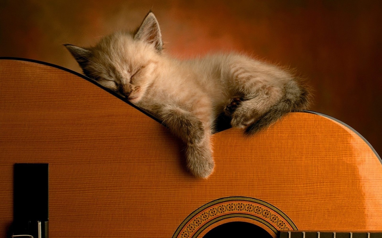 Котенок на гитаре обои