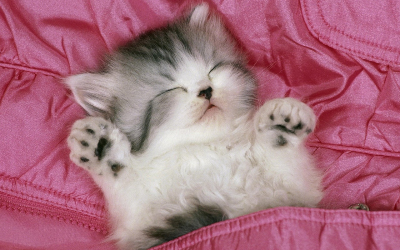 Котенок на розовой куртке обои