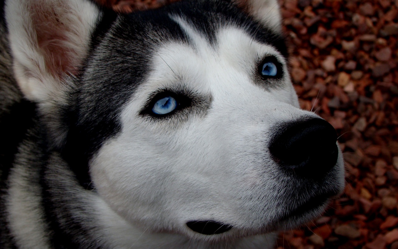 Собака хаски обои