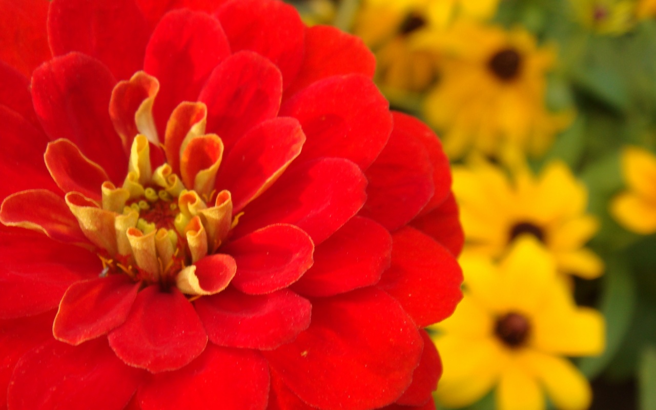 Красный цветок обои