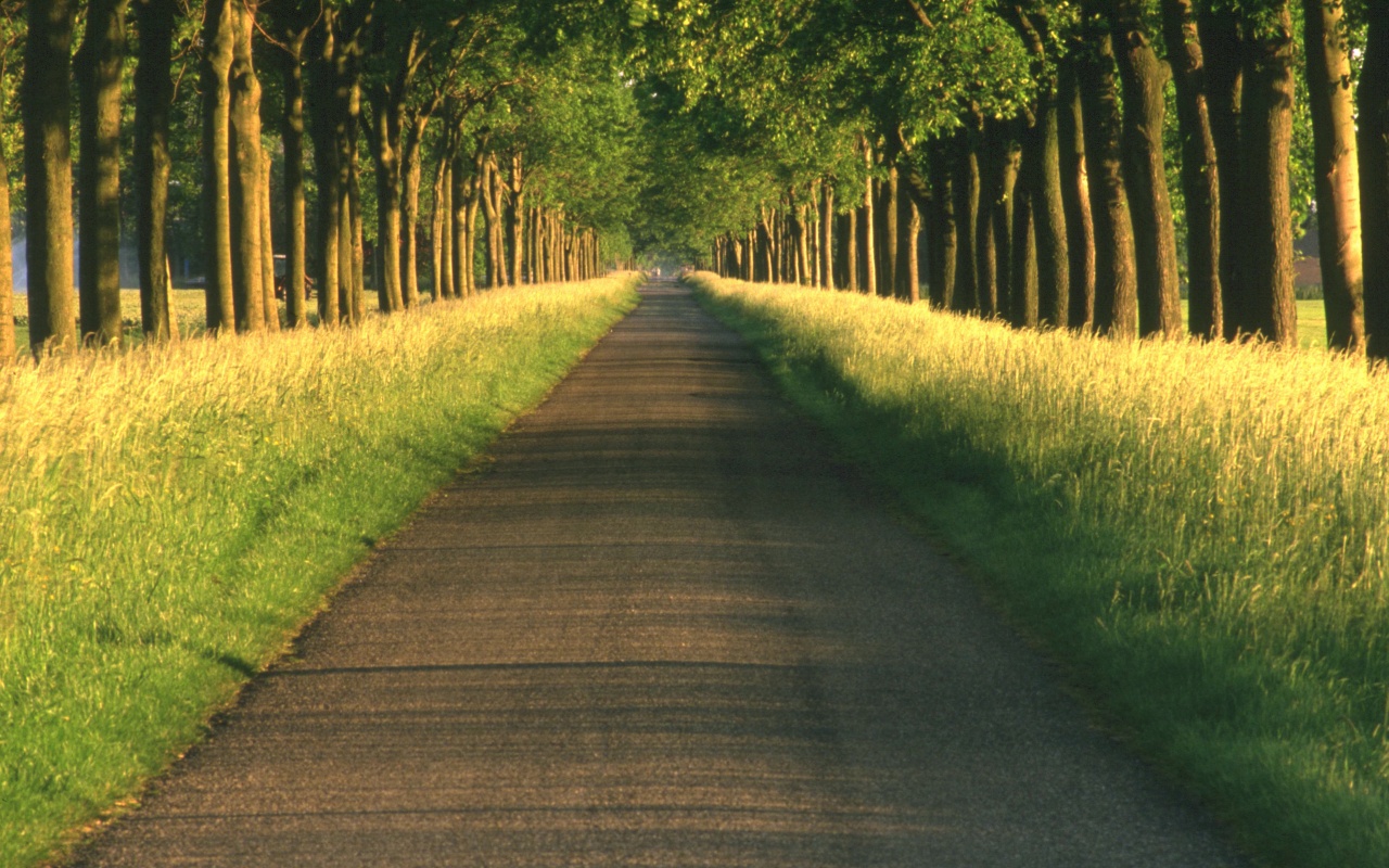 Живописная аллея обои