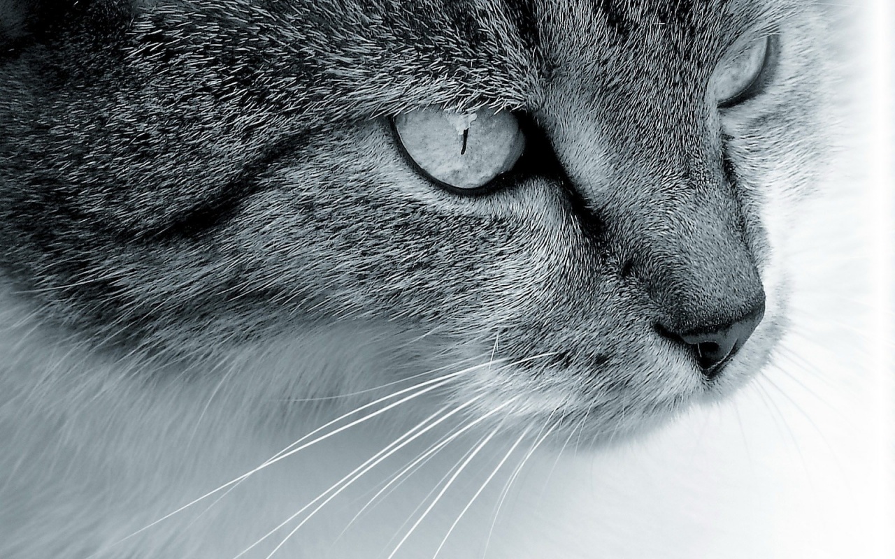 Очень красивый кот обои