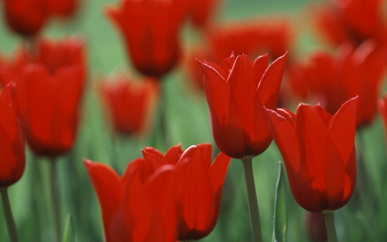Красные цветы обои