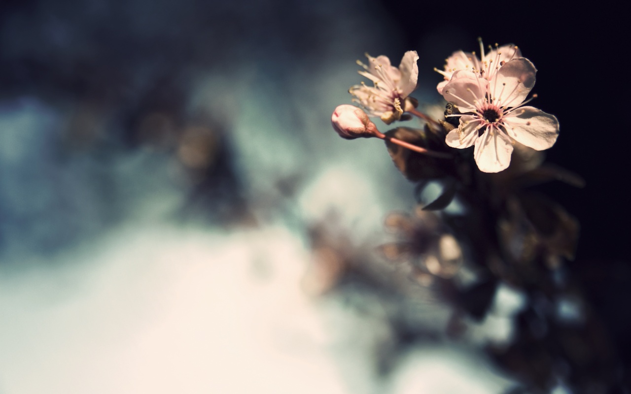 Цветок вишни обои