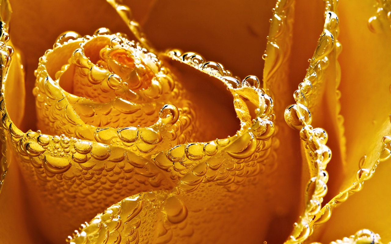 Мокрый желтый цветок обои