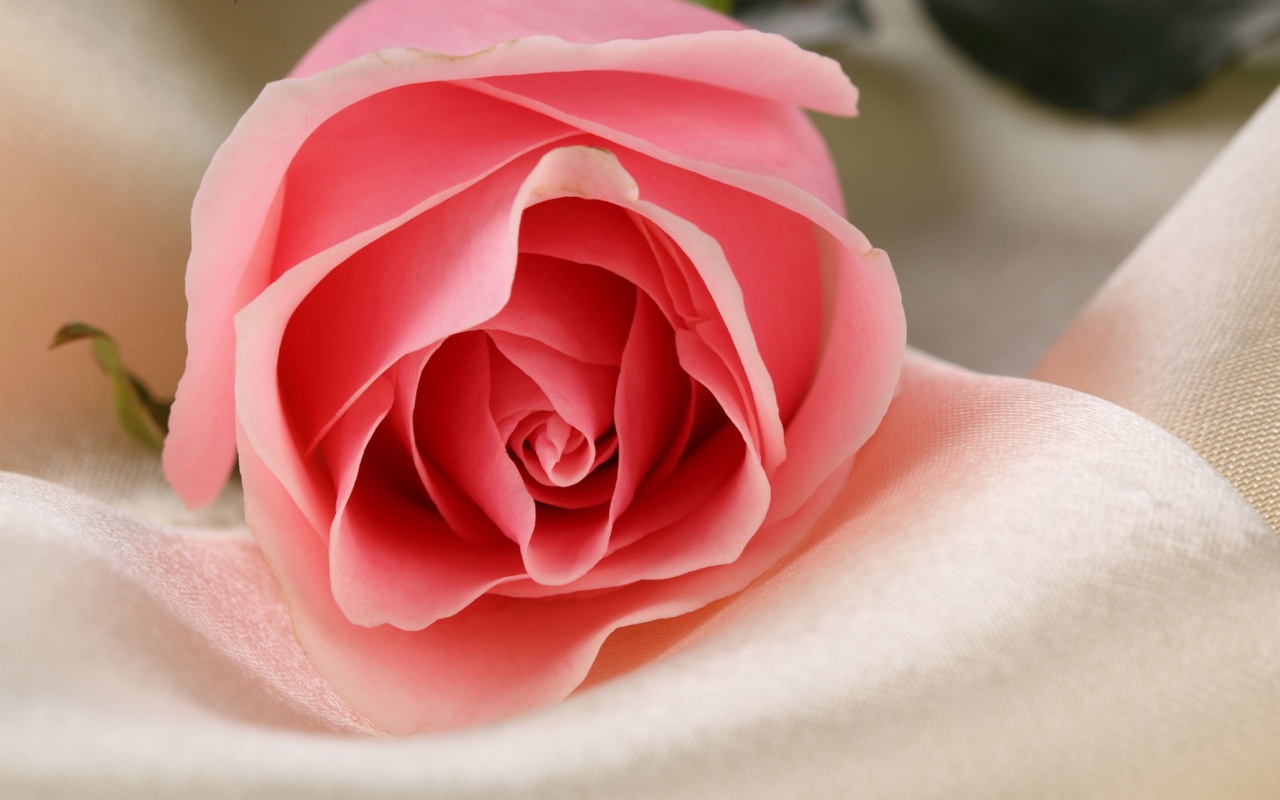 Нежная роза обои