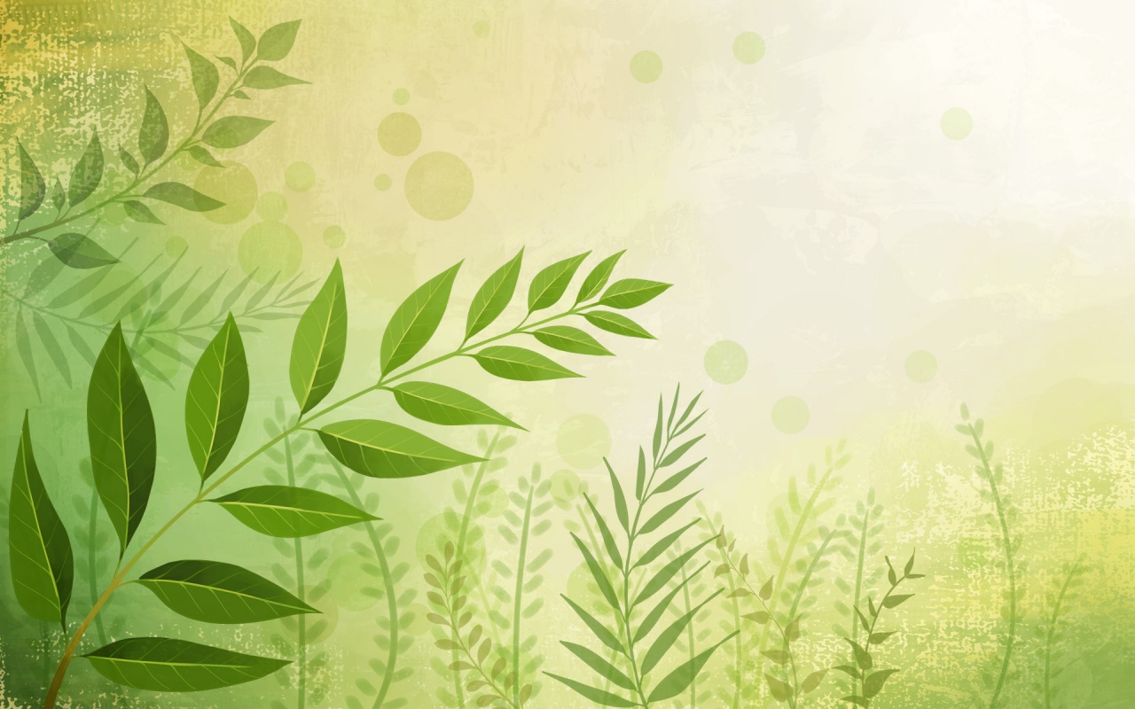 Веточка молодых листьев обои