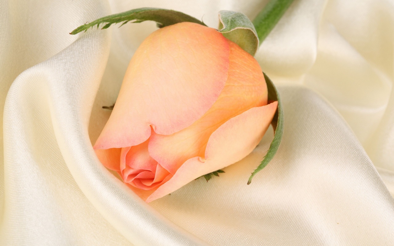 Свадебная роза обои