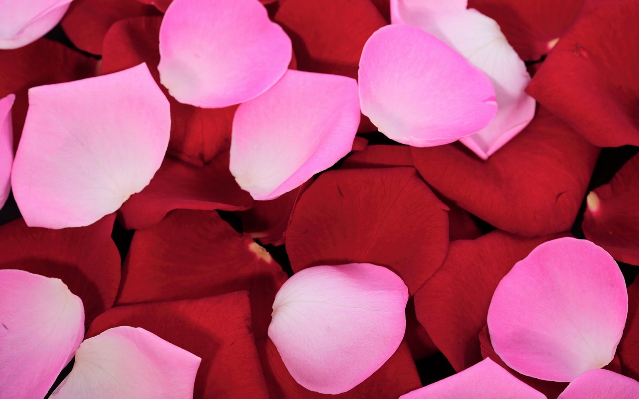 Розовые и красные лепестки обои