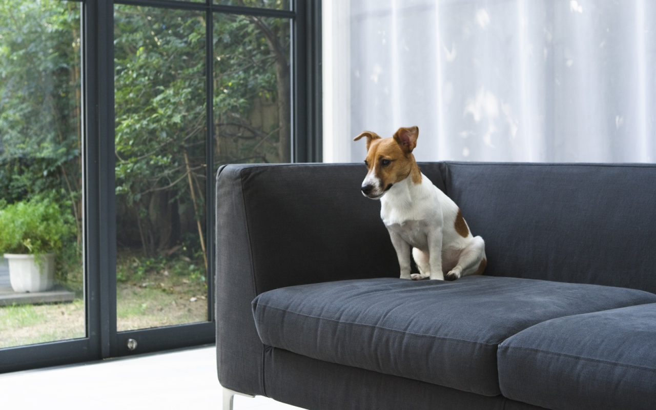 Пес на диване обои