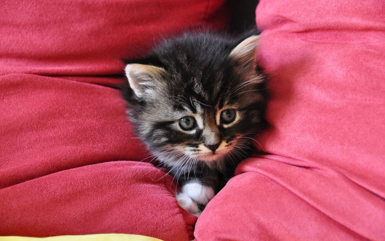 Котенок в подушках обои