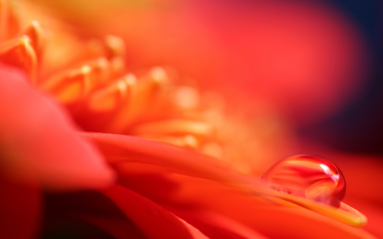 Пламенный цветок обои