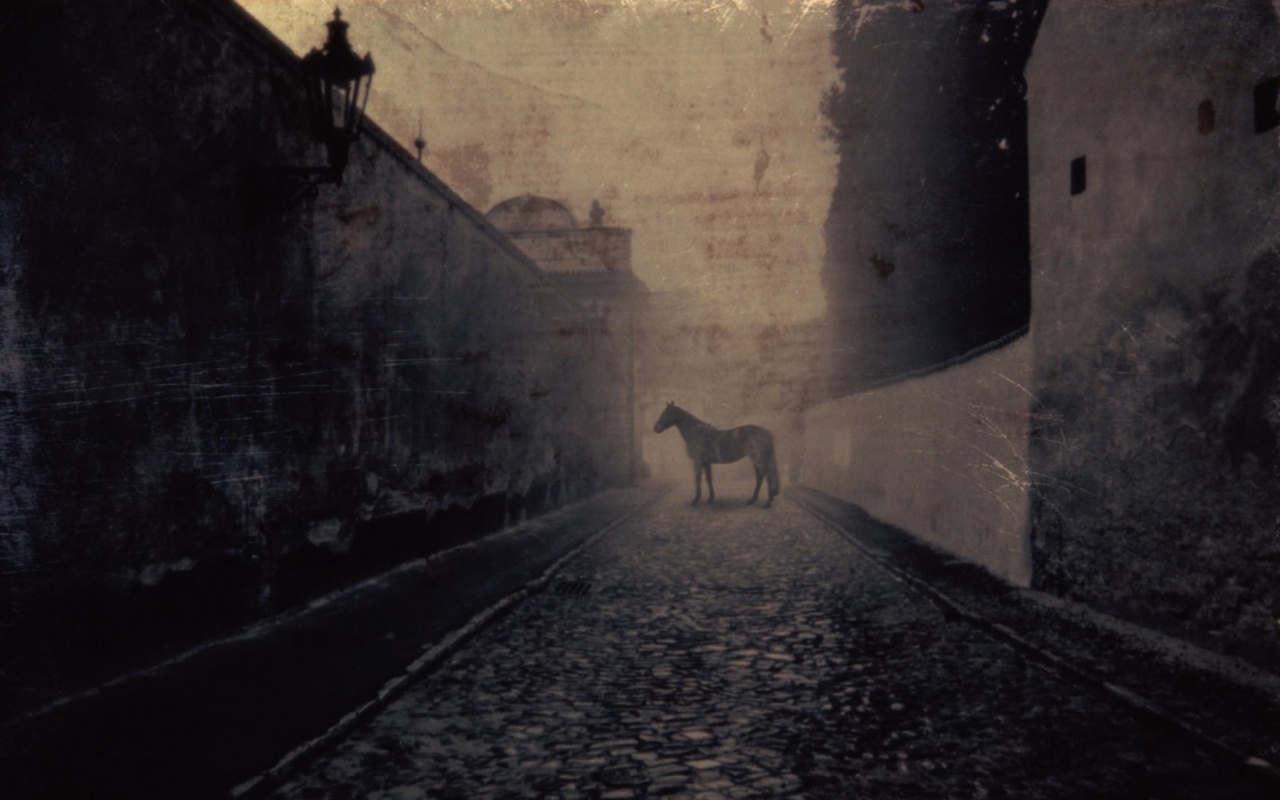 Лошадь в тумане обои