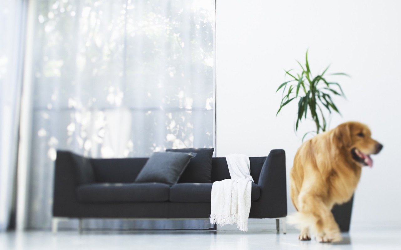 Собака в быту обои