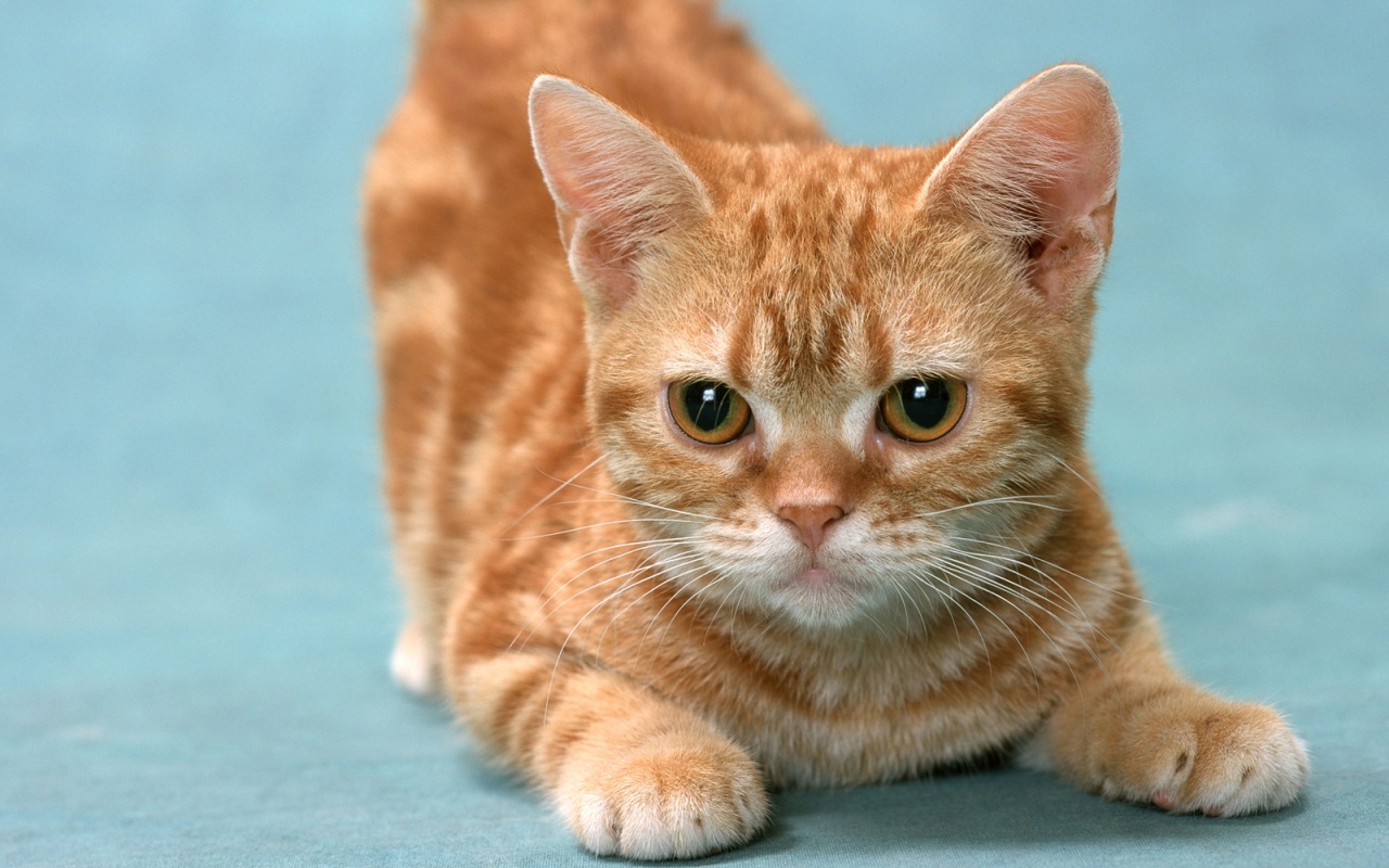 Котенок обои