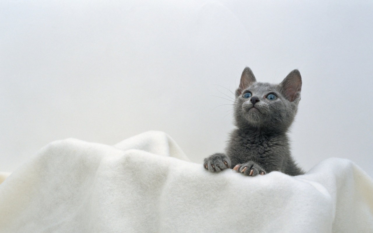 Котёнок обои