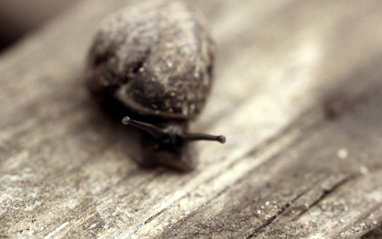 Улитка на ветке обои