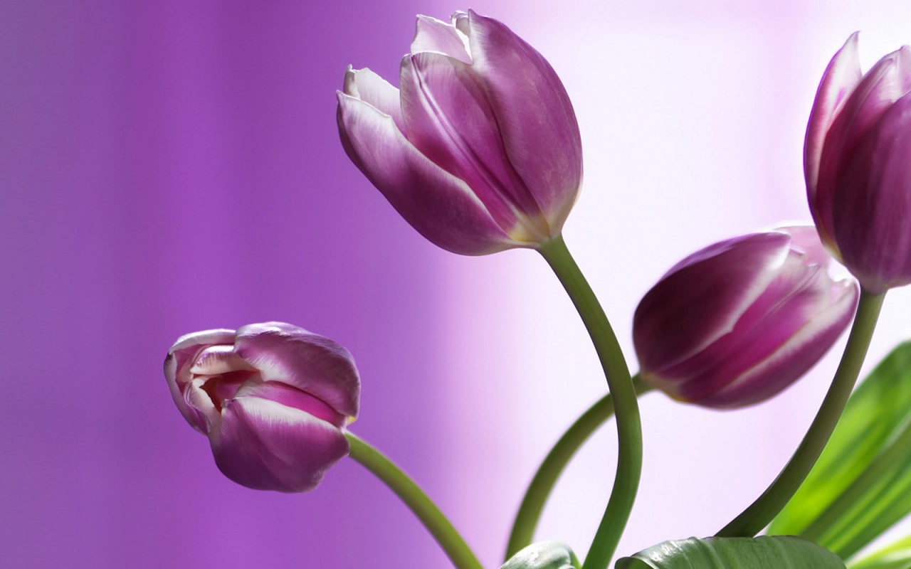 Сиреневые цветы обои