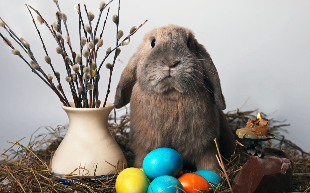 Пасхальный кролик обои