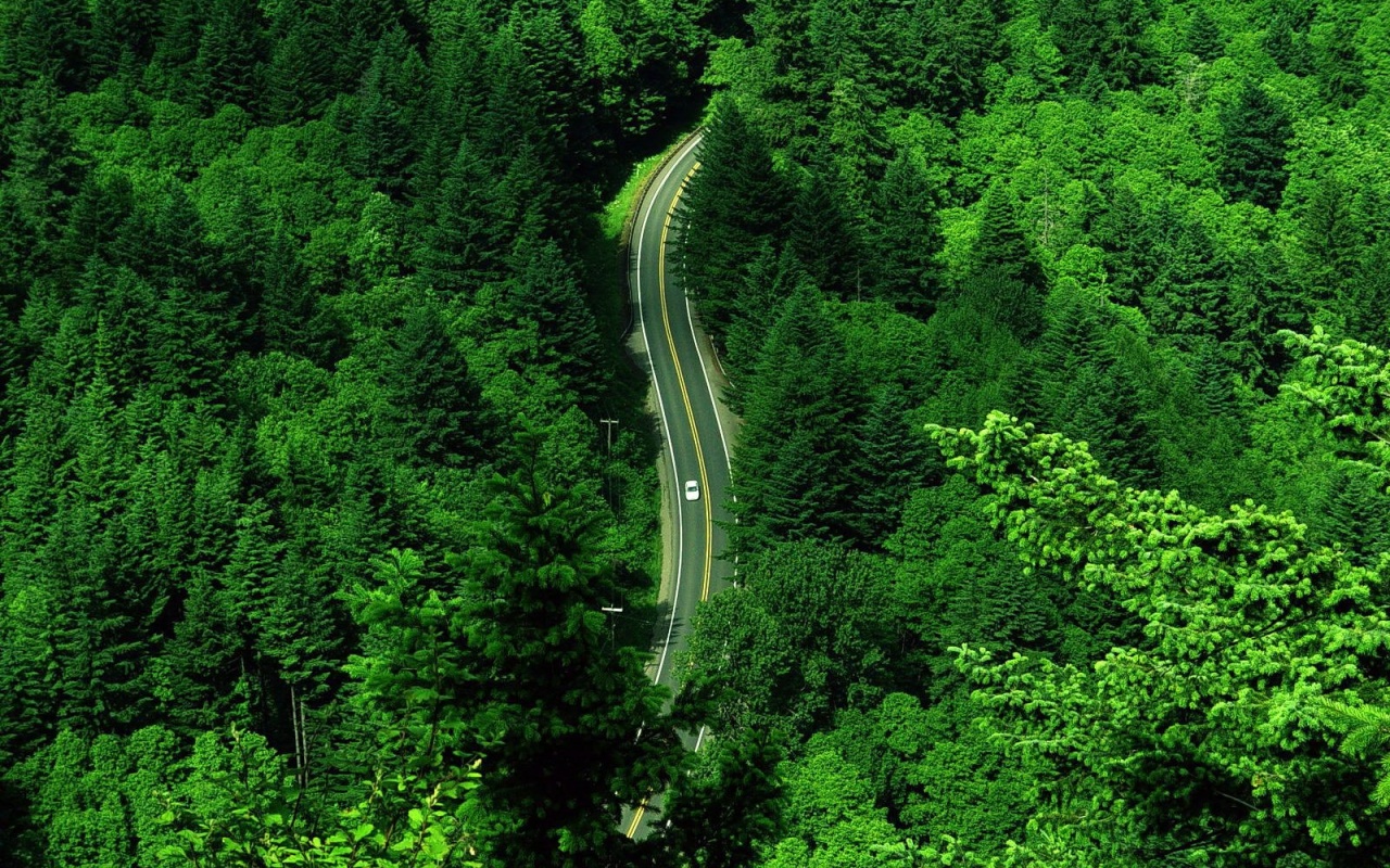 Лесная трасса обои