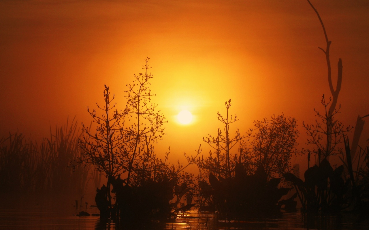 Доисторическое утро обои